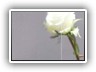 bild005